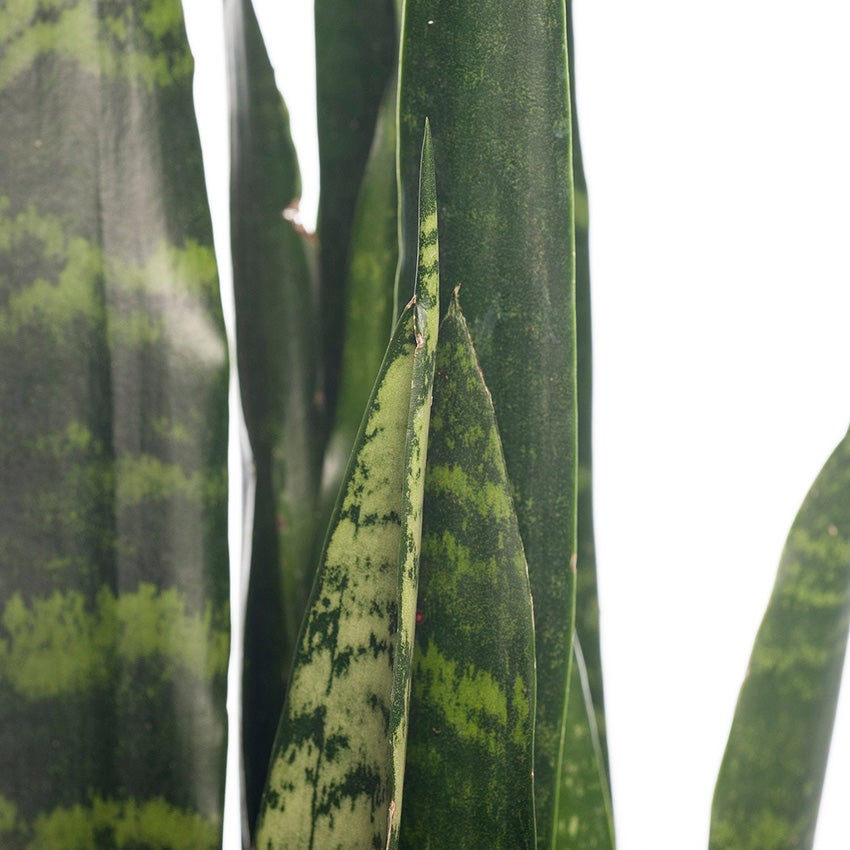 Vrouwentong (Sansevieria trifasciata 'Black Coral')