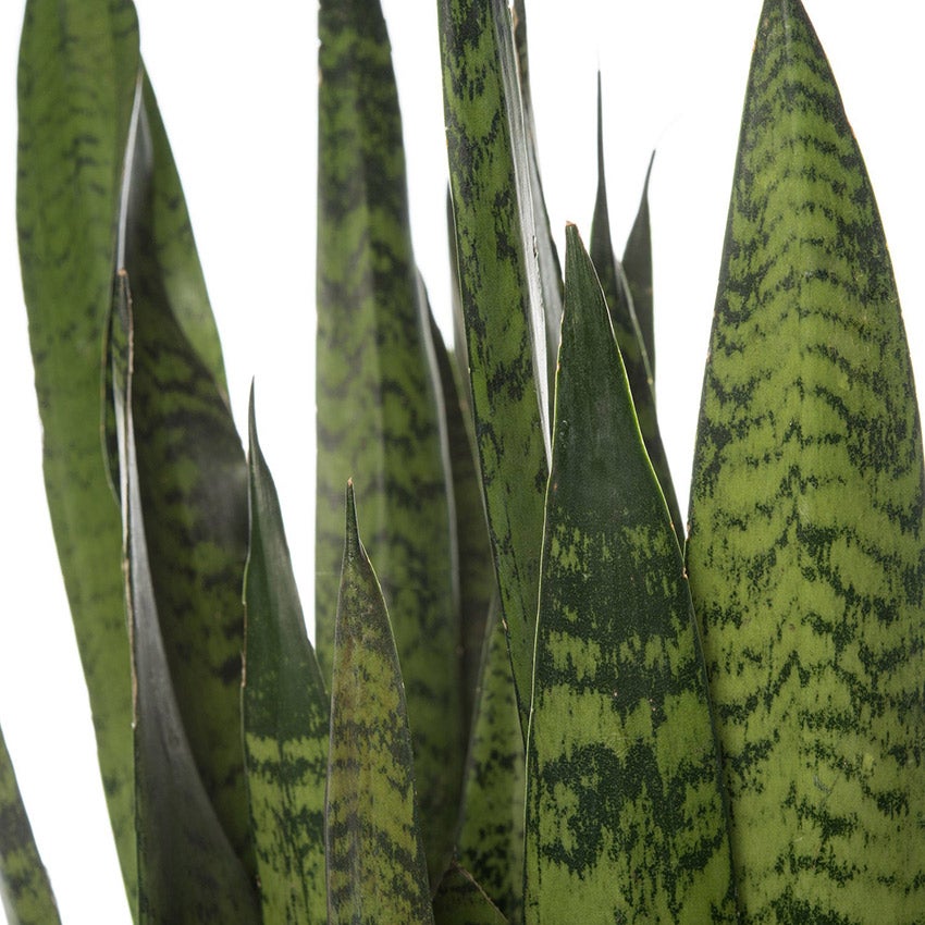 Vrouwentong (Sansevieria zeylanica)