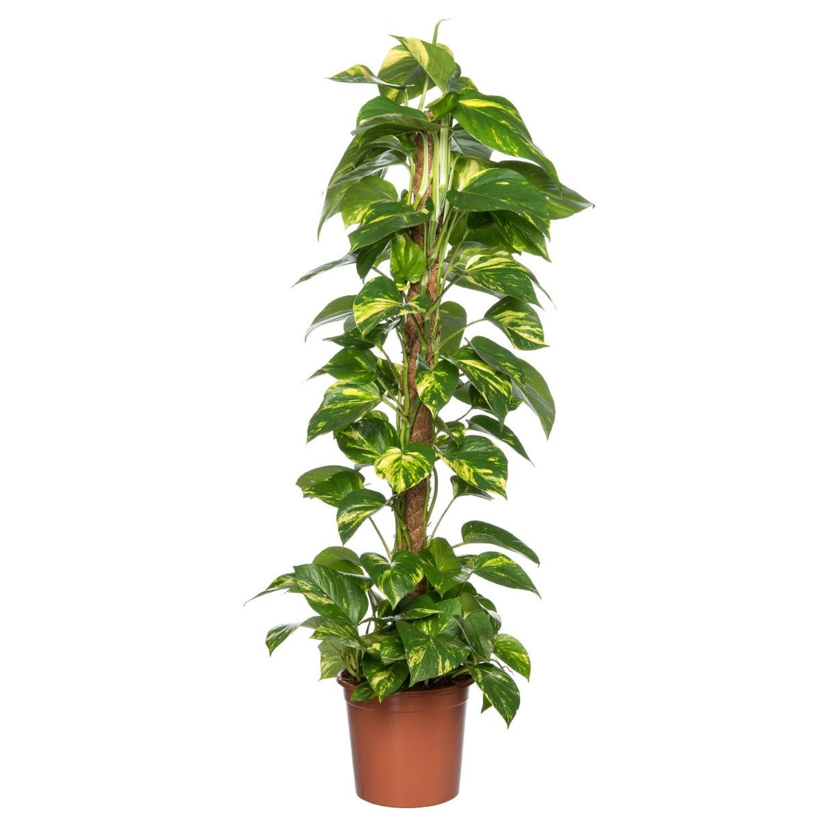 Scindapsus (Epipremnum pinnatum ‘Aureum’)