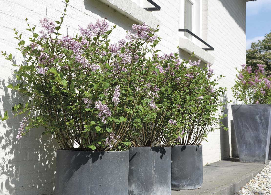 Sering (Syringa meyeri 'Palibin') in grote potten