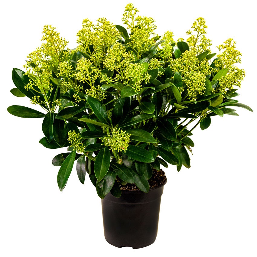 Skimmia (Skimmia japonica 'Finchy')