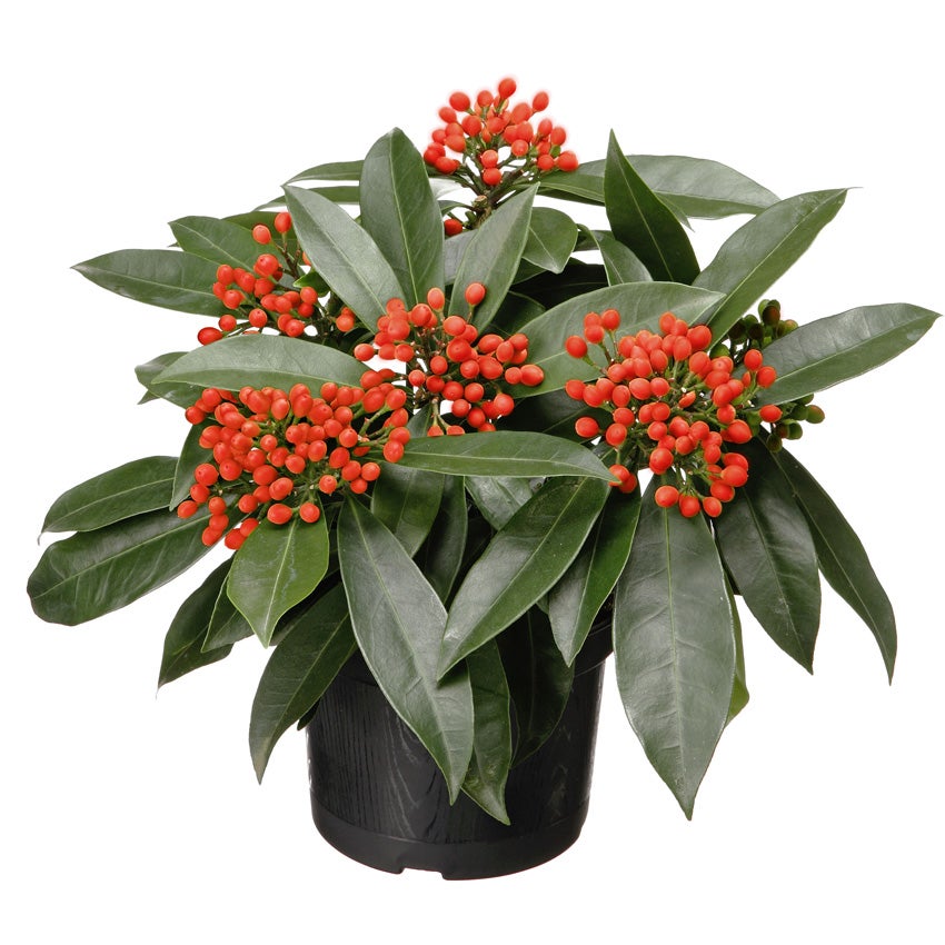 Skimmia (Skimmia japonica ssp. reevesiana)