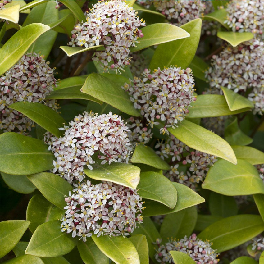 Skimmia (Skimmia japonica ssp. reevesiana)
