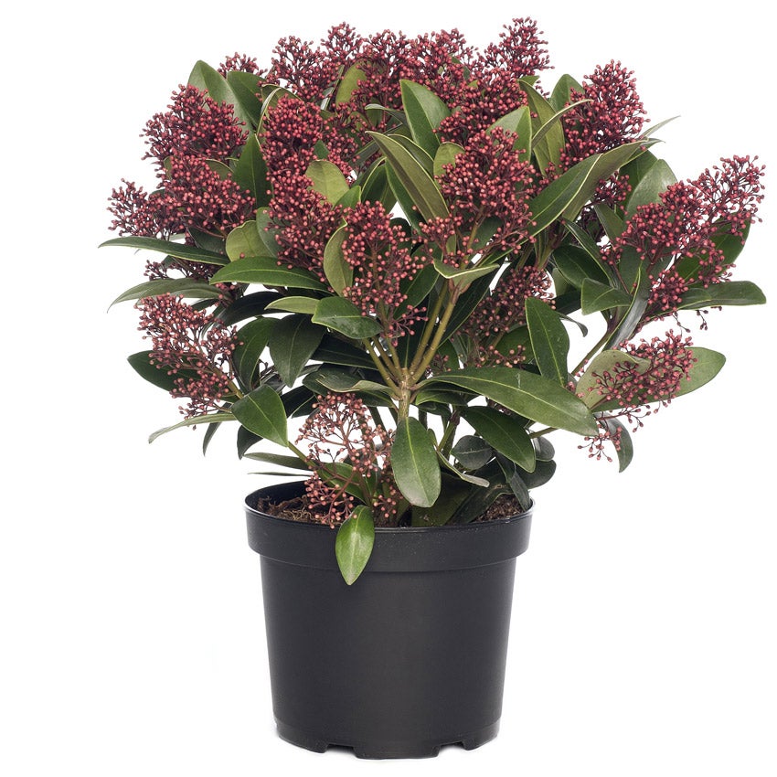 Skimmia (Skimmia japonica 'Rubella')