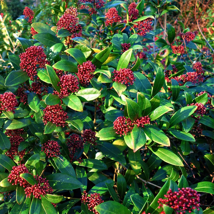 Skimmia (Skimmia japonica 'Rubella')