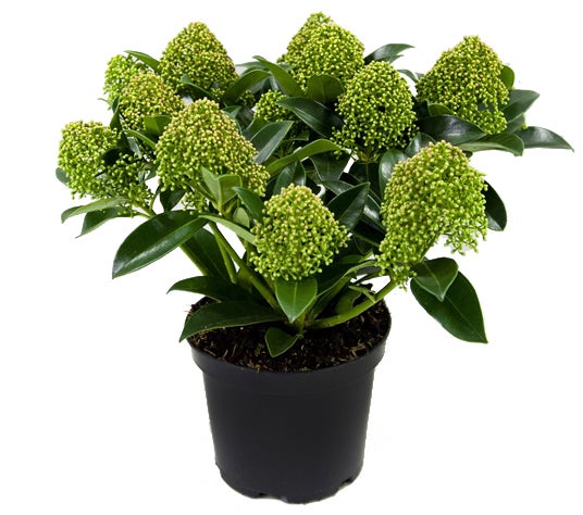 Skimmia (Skimmia japonica 'White Globe')