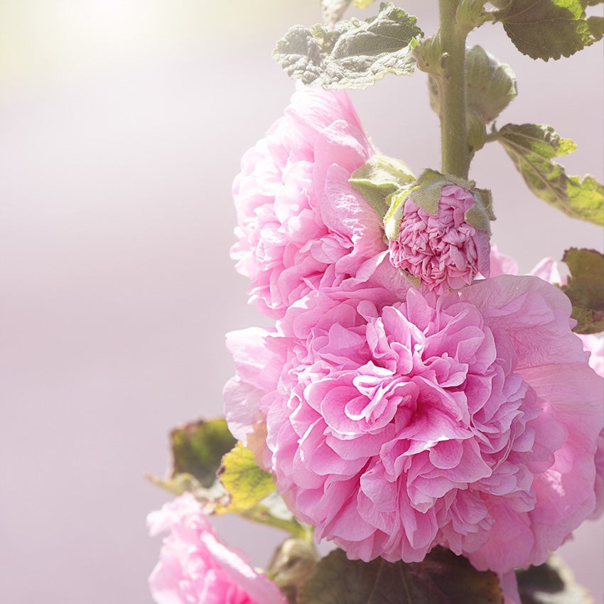 Stokroos (Alcea rosea)