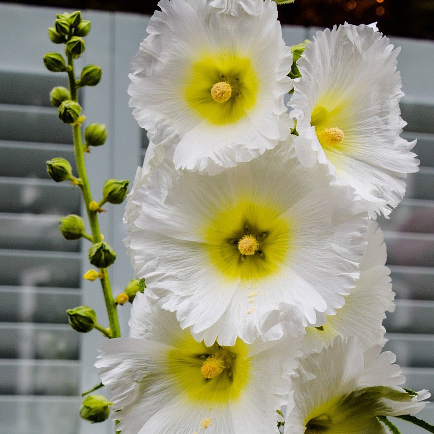 Witte stokroos (Alcea rosea 'Alba')