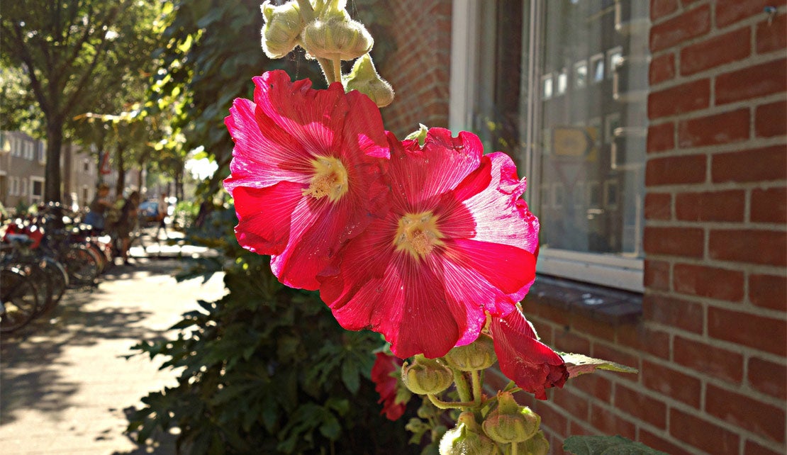 Stokroos (Alcea rosea)