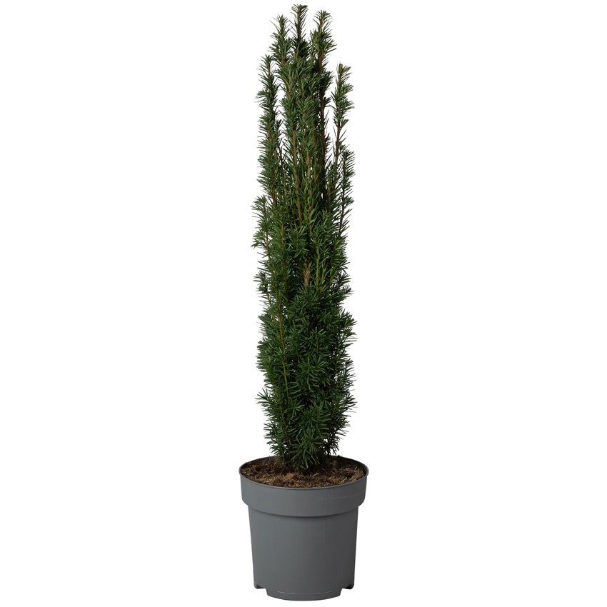 Venijnboom (Taxus baccata ‘Fastigiata’)