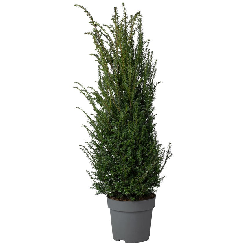 Venijnboom (Taxus baccata)