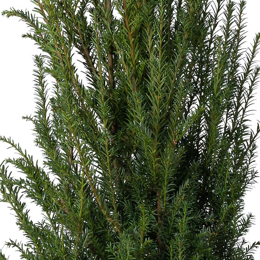 Venijnboom (Taxus baccata)