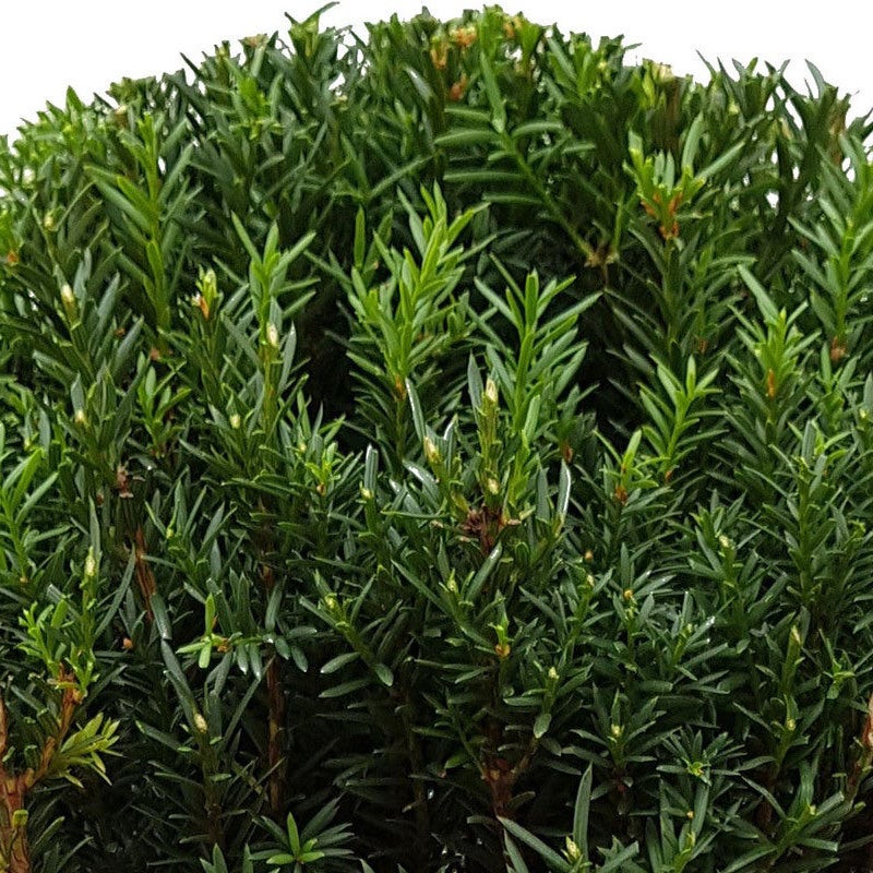 Venijnboom (Taxus media ‘Hillii’)