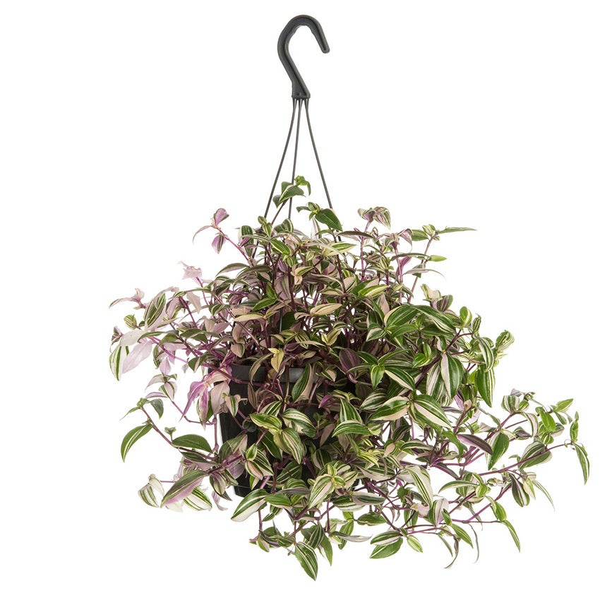 Vaderplant (Tradescantia fluminensis 'Quadricolor')