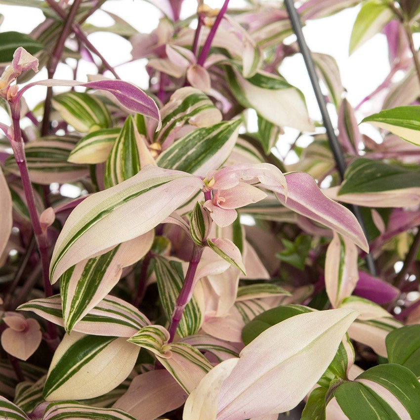 Vaderplant (Tradescantia fluminensis 'Quadricolor')