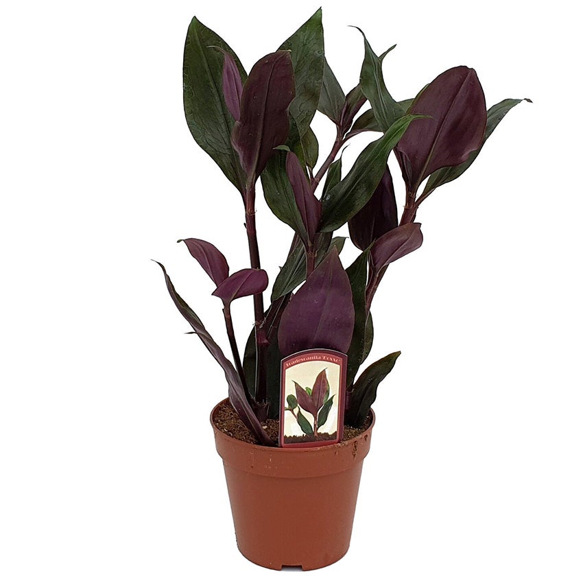 Vaderplant (Tradescantia spathacea 'Roxxo')