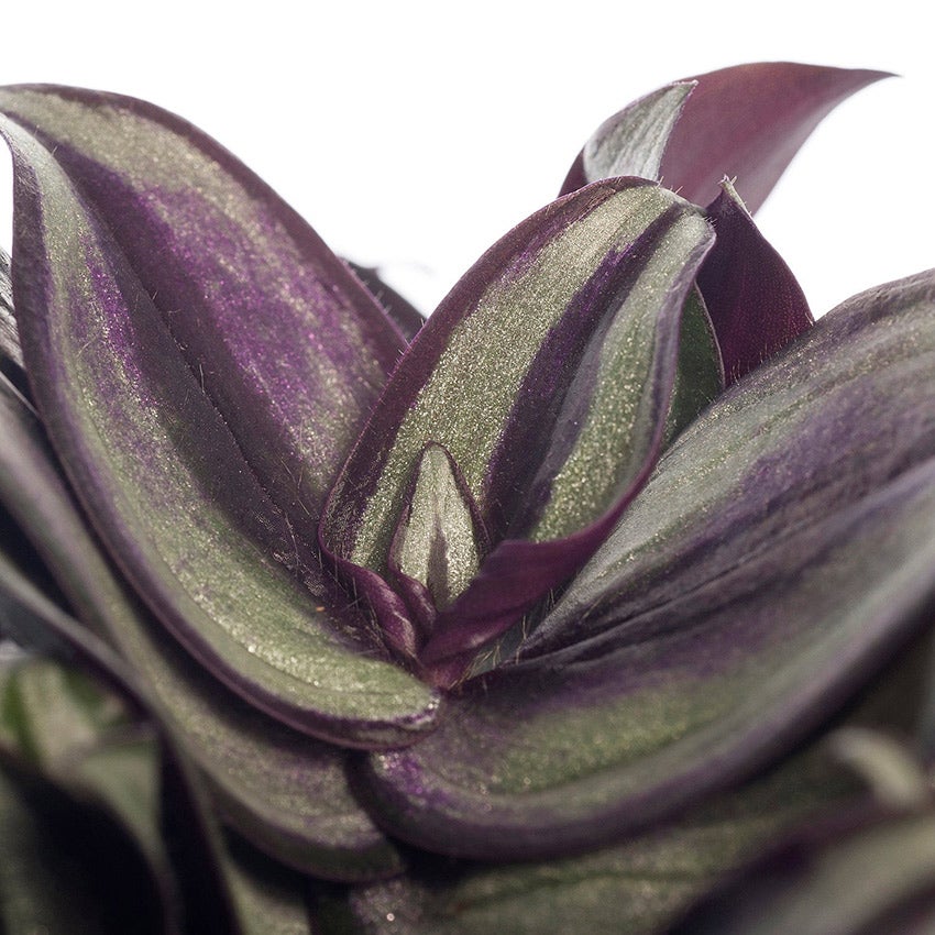 Vaderplant (Tradescantia zebrina)