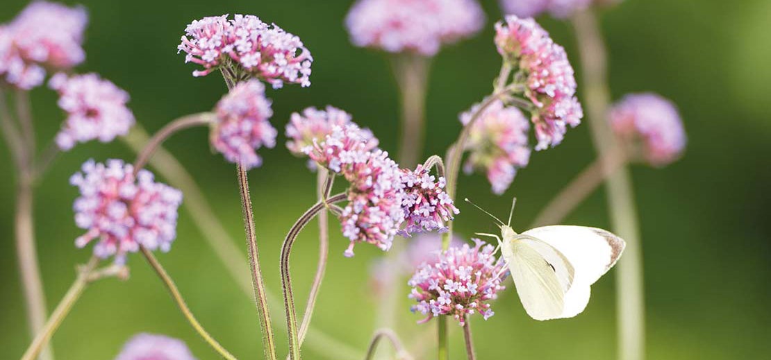 Verbena (IJzerhard) met vlinder