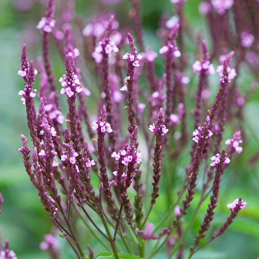 Verbena hastata (IJzerhard)