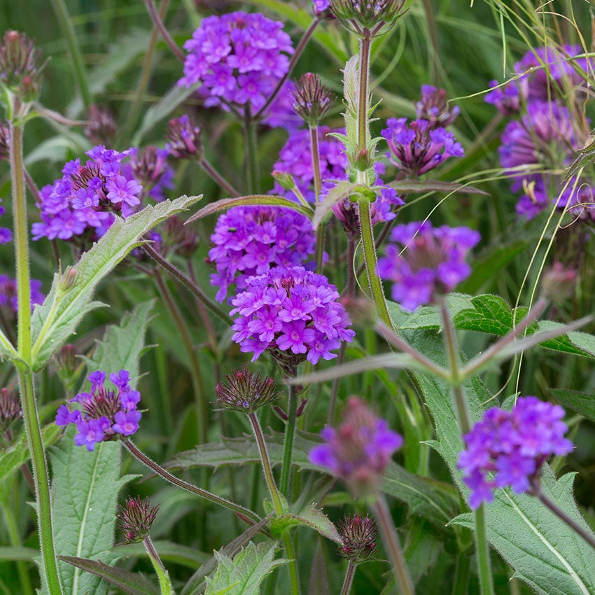 Verbena rigida (IJzerhard)