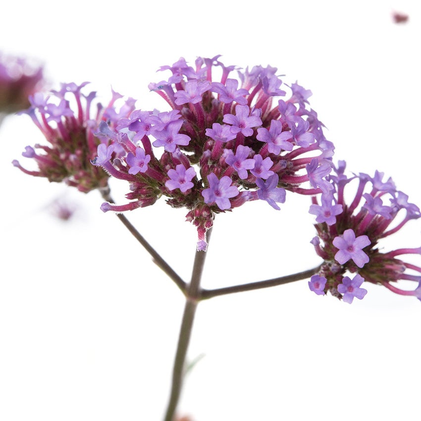 Verbena bonariensis ‘Lollipop’ (Stijf ijzerhard)