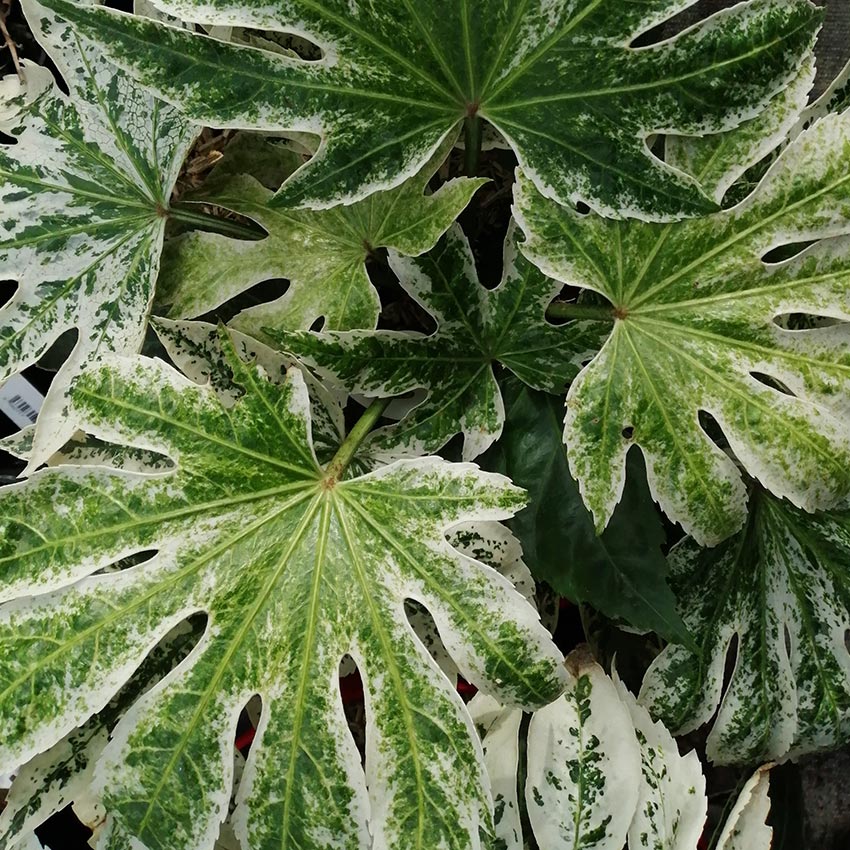 Japanse vingerplant (Fatsia japonica ‘Spiders Web’)