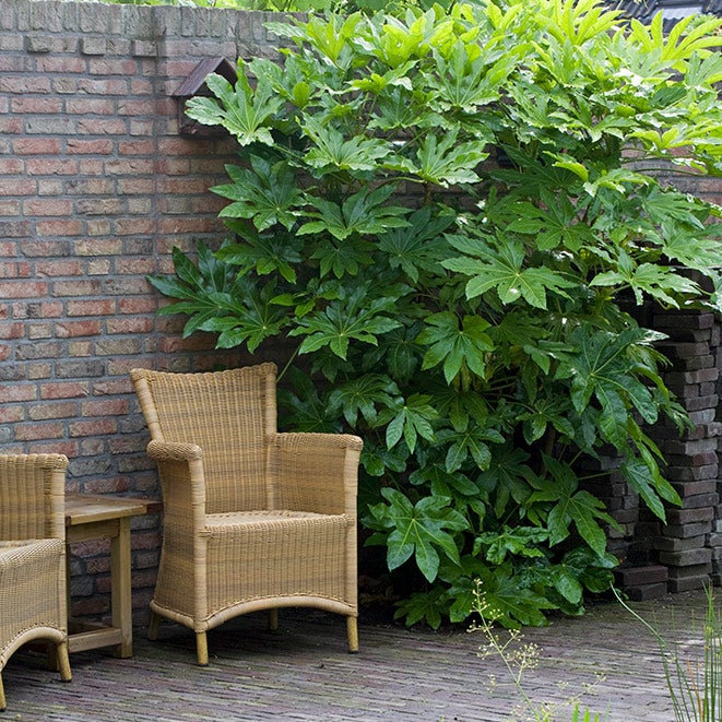 Grote vingerplant (Fatsia japonica) buiten