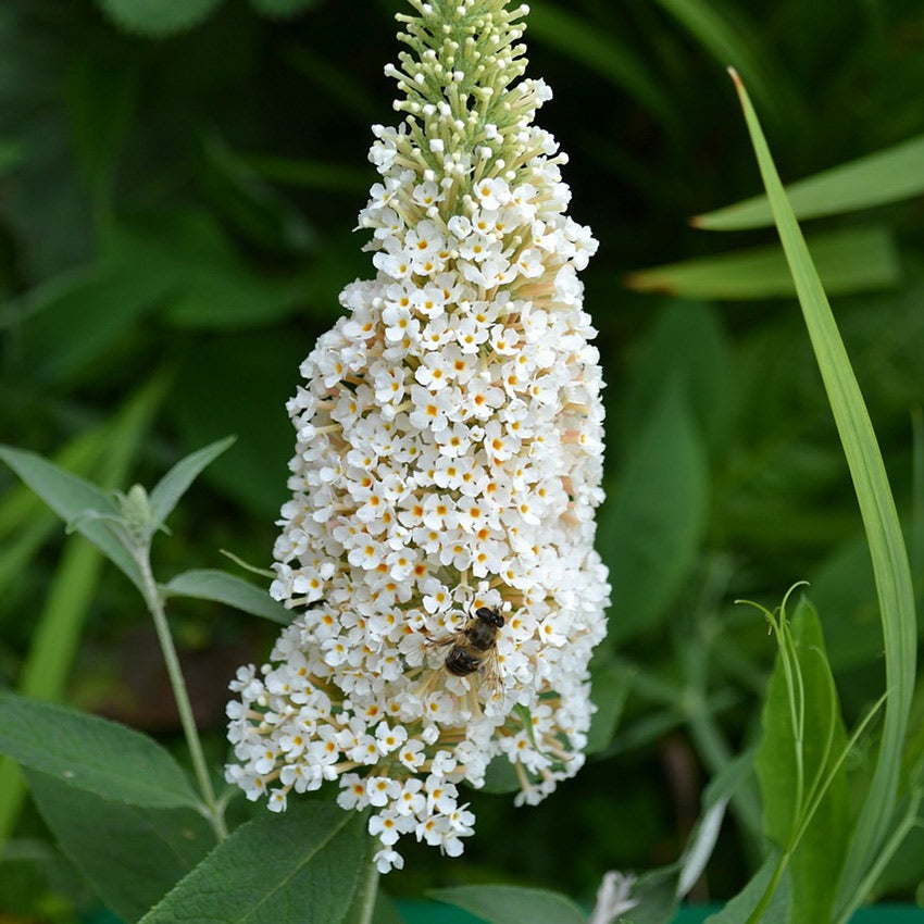 Vlinderstruik (Buddleja davidii ‘White chip’)