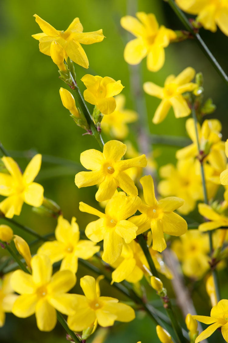 Winterjasmijn (Jasminum nudiflorum) in bloei