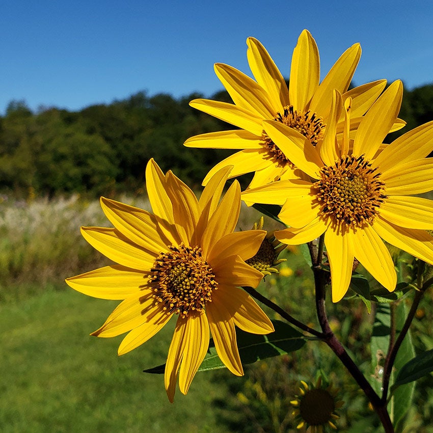 Aardpeer (Helianthus tuberosus)