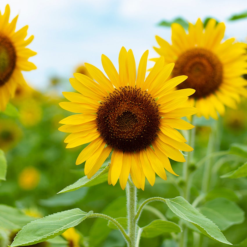 Zonnebloem (Helianthus annuus)