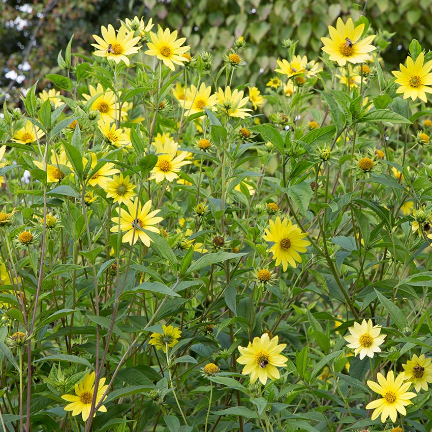 Zonnebloem (Helianthus ‘Lemon Queen’)