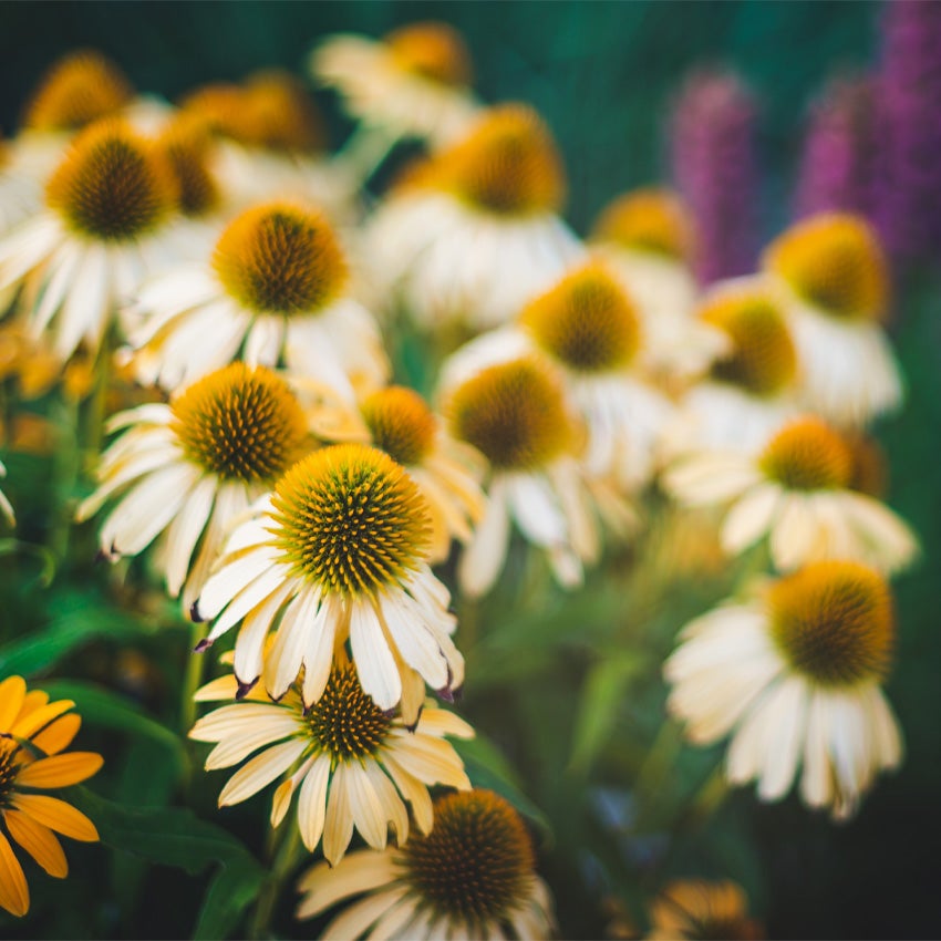 Witte zonnehoed (Echinacea purpurea 'Alba')