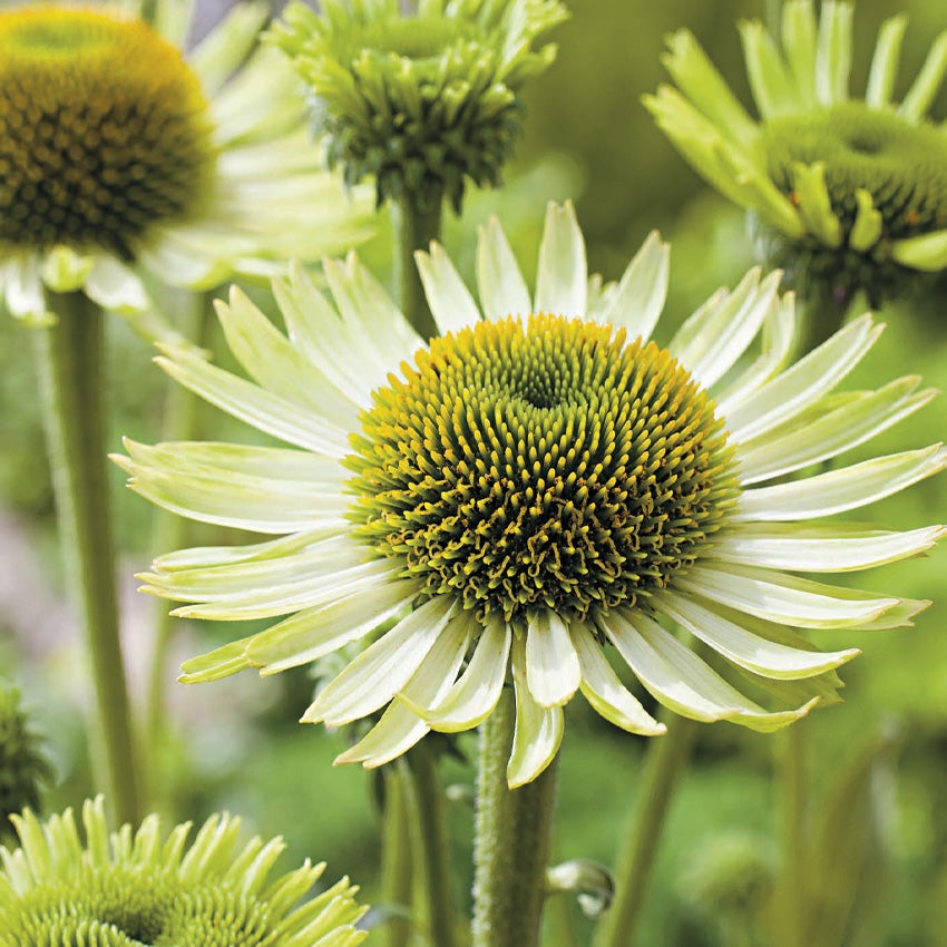 Groene zonnehoed (Echinacea purpurea ‘Green Jewel’)