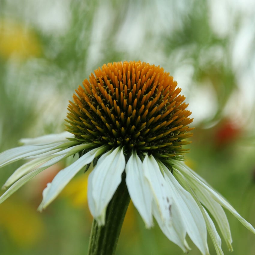 Witte zonnehoed (Echinacea purpurea ‘White Swan’)