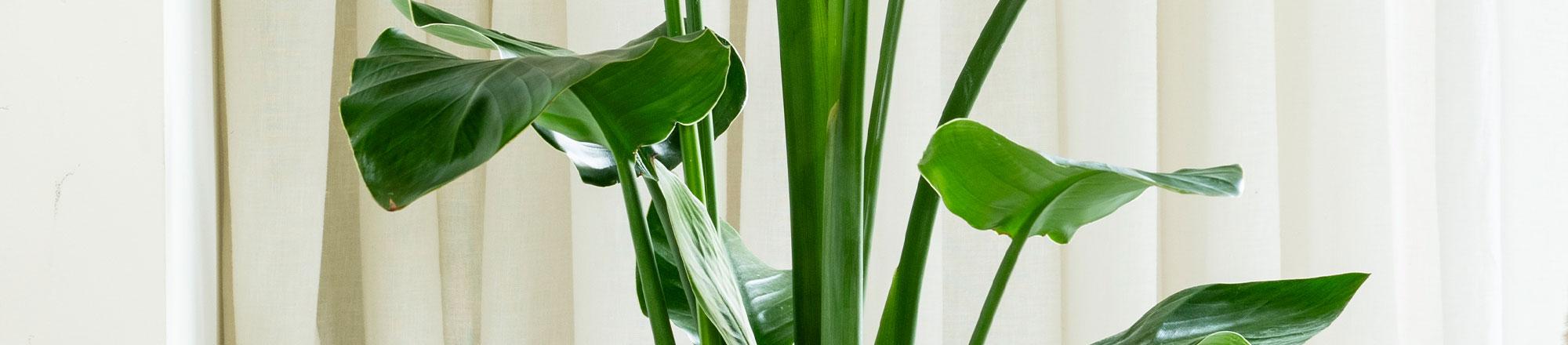 Top 10 grote kamerplanten
