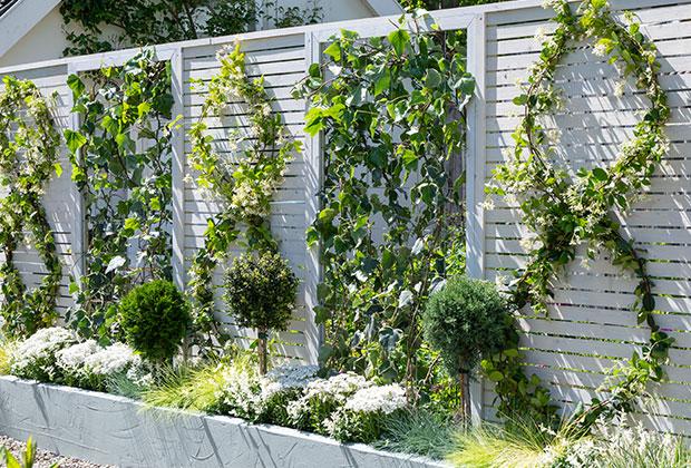 De voordelen van een groene gevel voor jouw huis en tuin