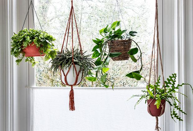 Maak je huis gezellig met hangplanten