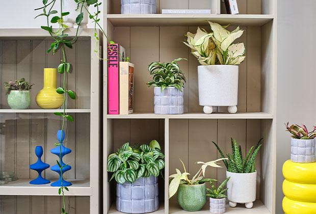Top 10 hippe kamerplanten