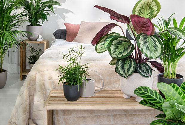 Kamerplanten voor in de slaapkamer