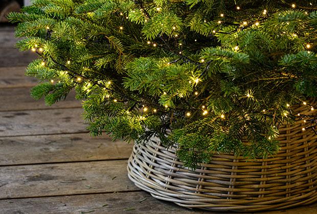 Kerstboom soorten: welke dennenboom past bij jou?