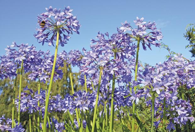 Agapanthus (Afrikaanse lelie)