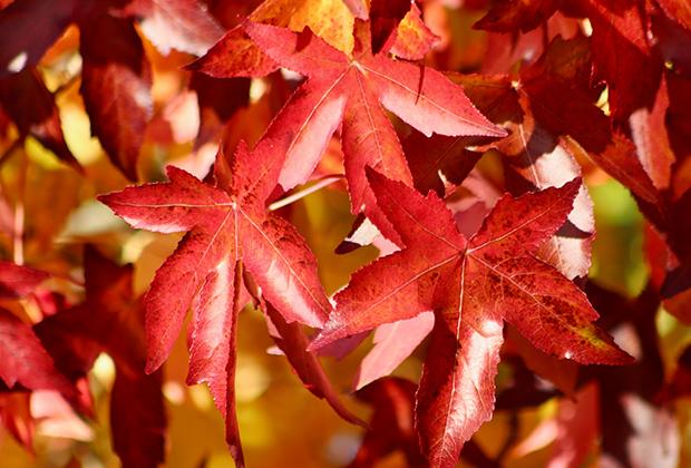 Amberboom (Liquidambar)