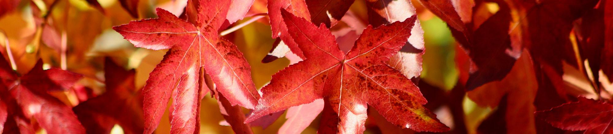 Amberboom (Liquidambar)