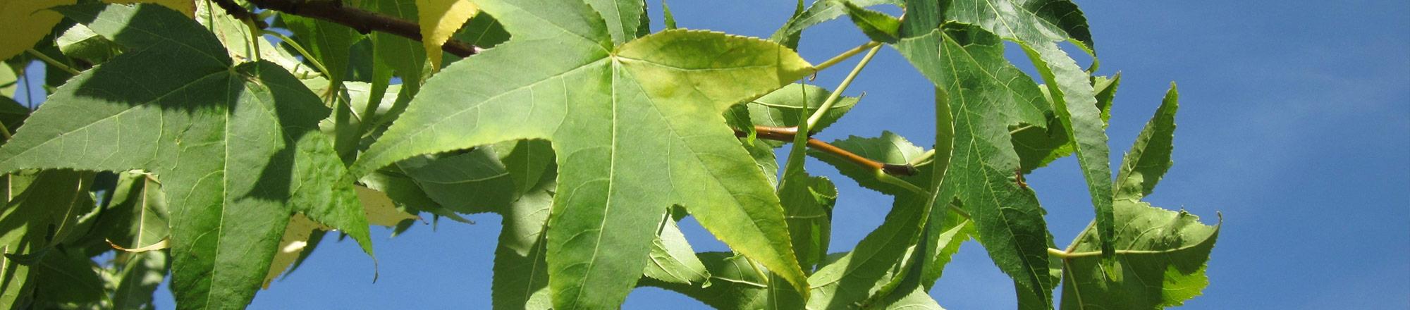 Amberboom (Liquidambar)