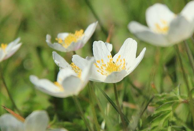 Anemoon (Anemone)