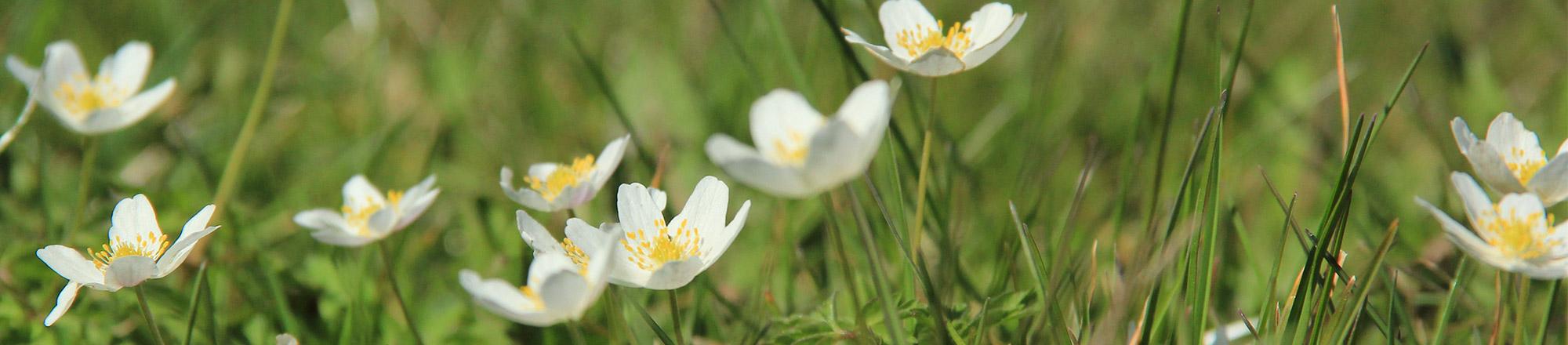 Anemoon (Anemone)