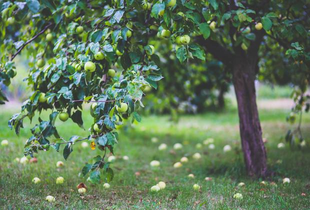 Appelboom (Malus domestica)