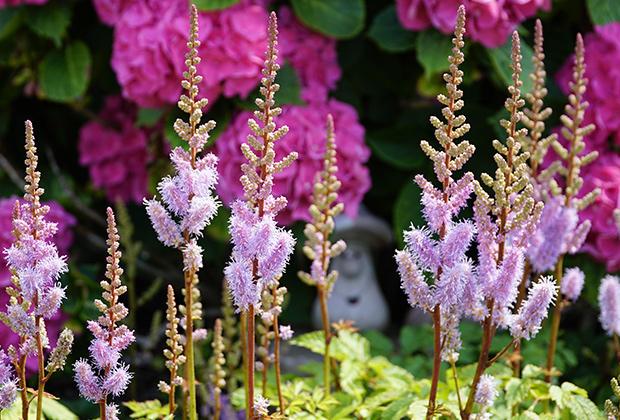 Astilbe