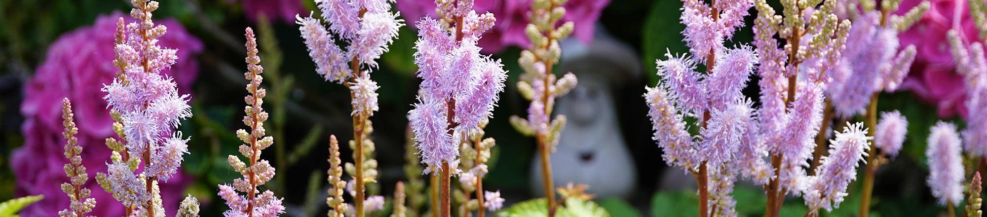 Astilbe